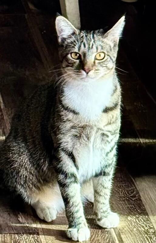 Tipsy Doodle  BONDED with Little John -, Adoptable, Young Female Tabby.