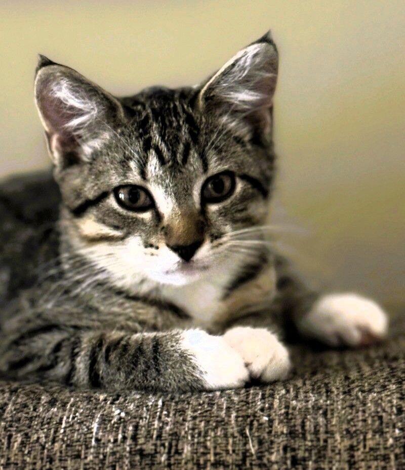 Enlarge Tipsy Doodle, a Adoptable mixed breed in Anthem, AZ image 2/5