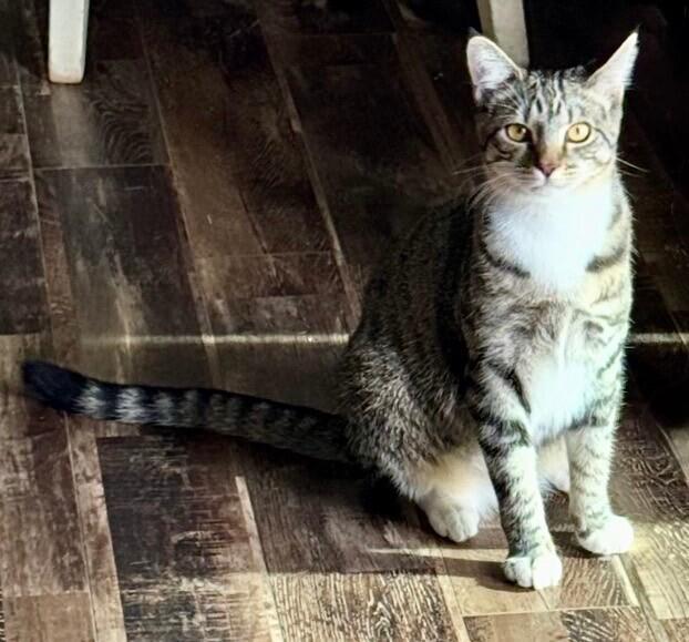 Enlarge Tipsy Doodle, a Adoptable mixed breed in Anthem, AZ image 3/5