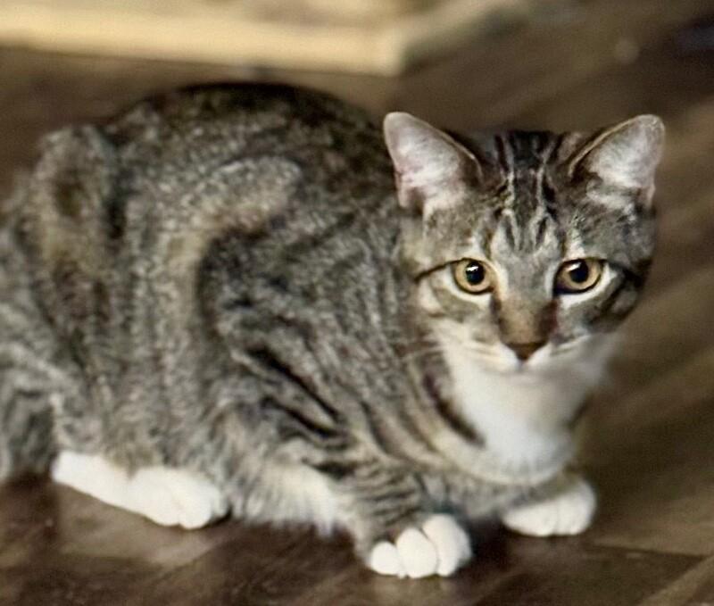 Enlarge Tipsy Doodle, a Adoptable mixed breed in Anthem, AZ image 4/5