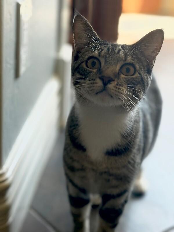 Enlarge Tipsy Doodle, a Adoptable mixed breed in Anthem, AZ image 5/5