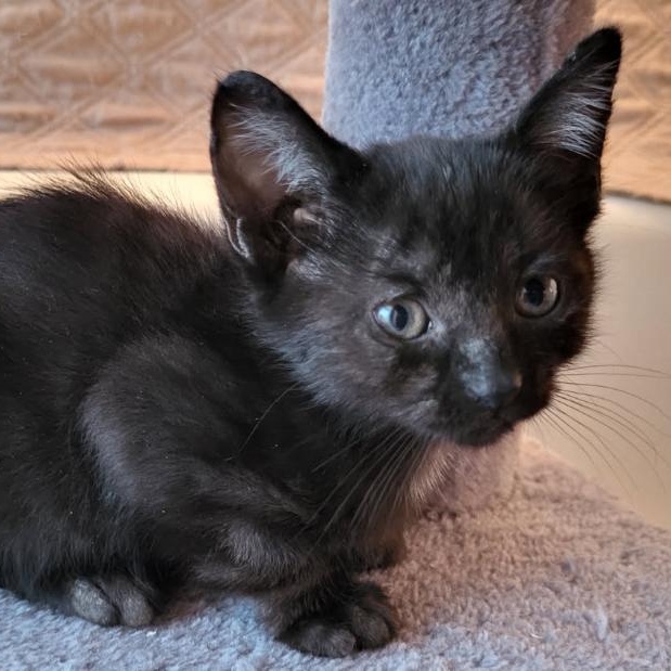 Enlarge Abeille, an adopted Domestic Short Hair in Montreal, QC image 1/2