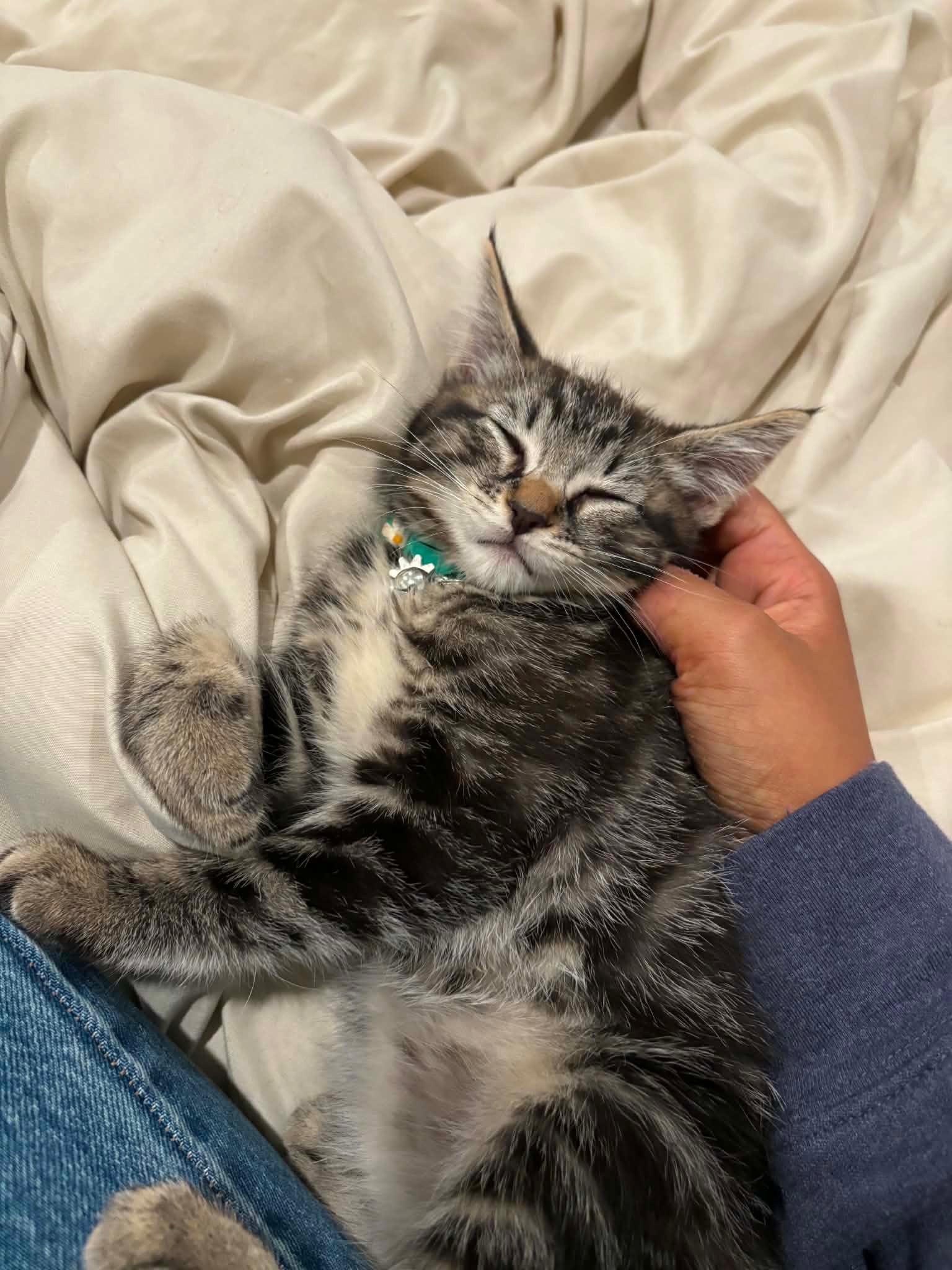 Enlarge Squid, a ADOPTABLE Tabby in Glendale, CA image 2/2