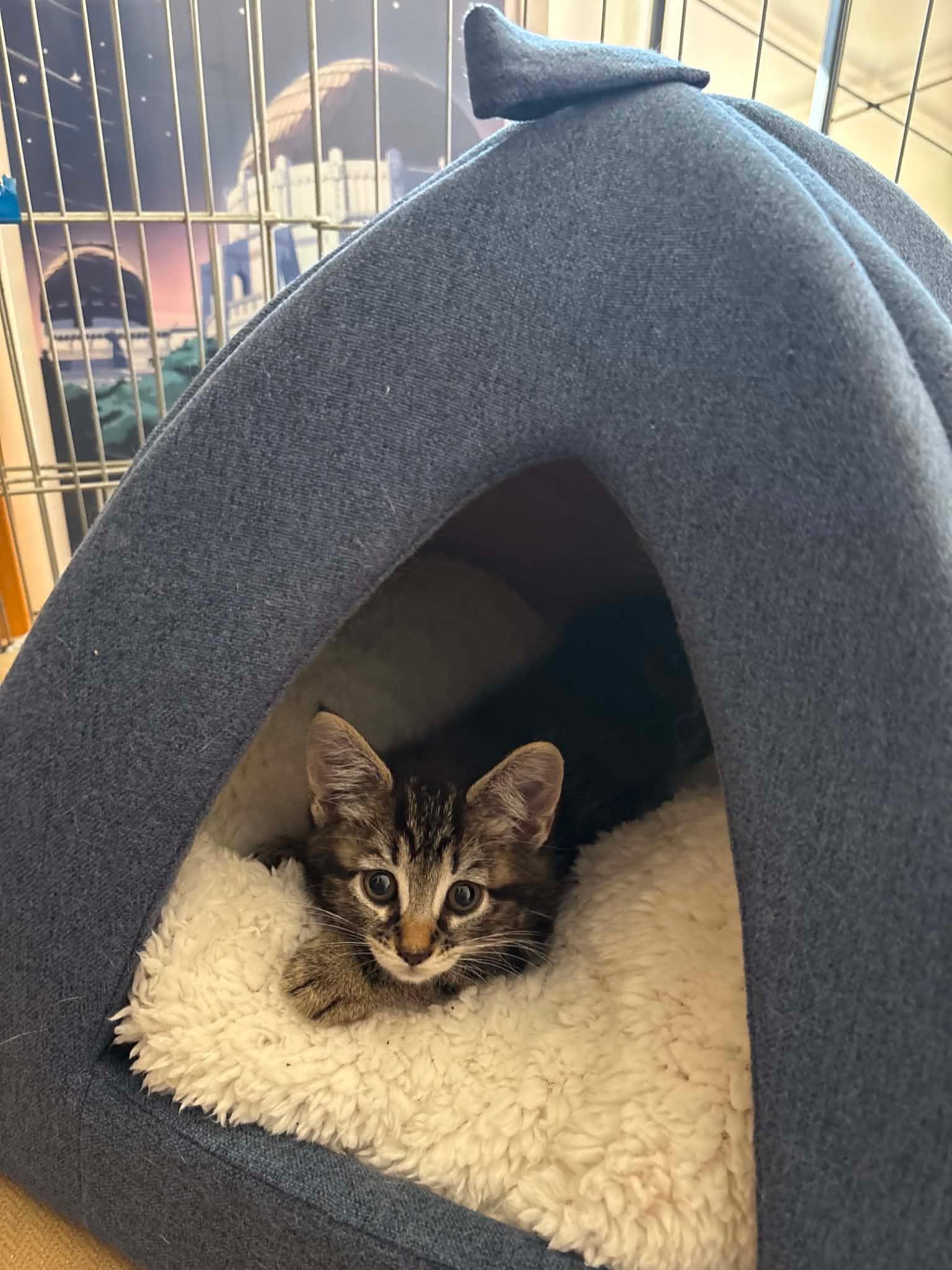 Enlarge Squid, a ADOPTABLE Tabby in Glendale, CA image 1/2