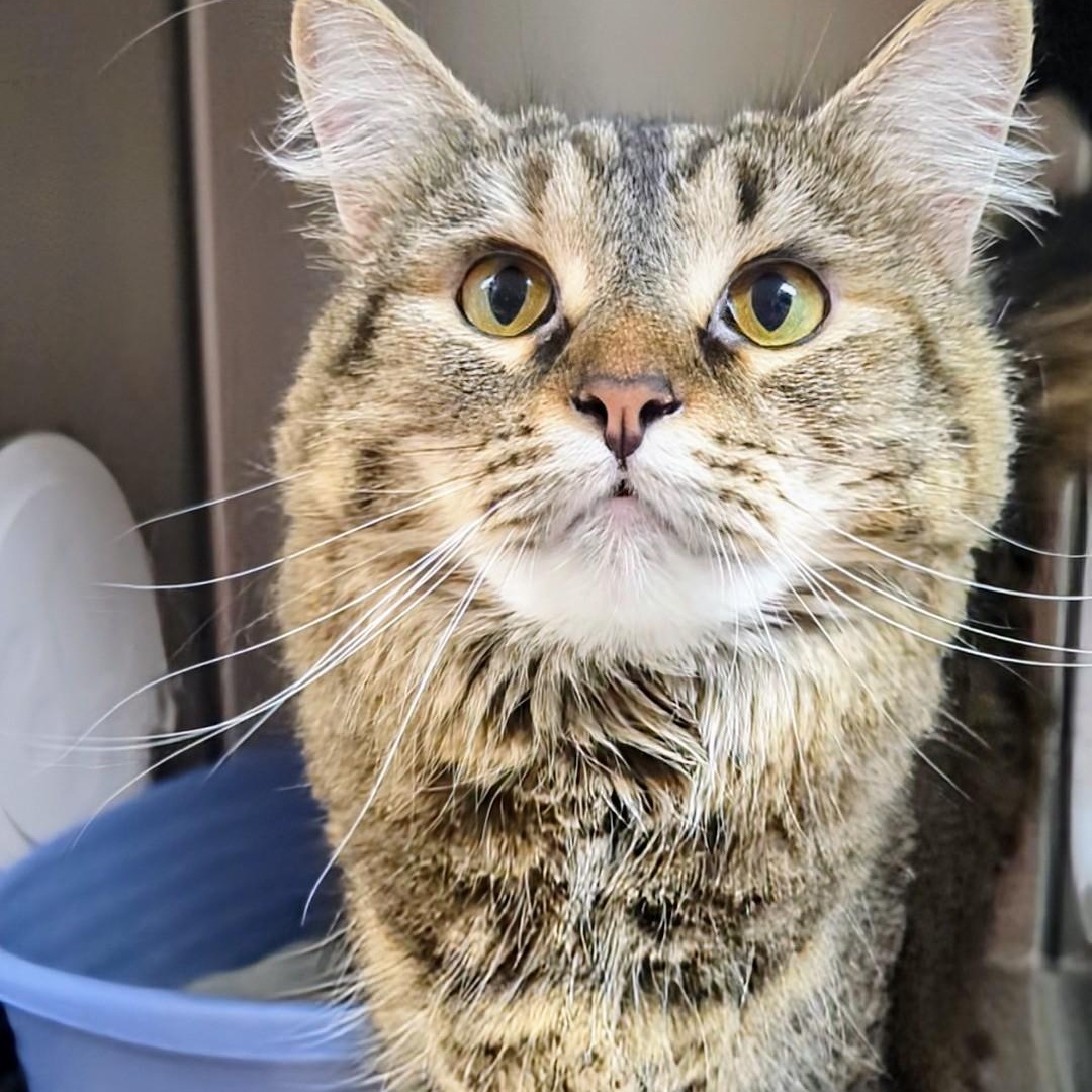 Muffin, an adopted Domestic Long Hair in West Jefferson, OH image 1/5