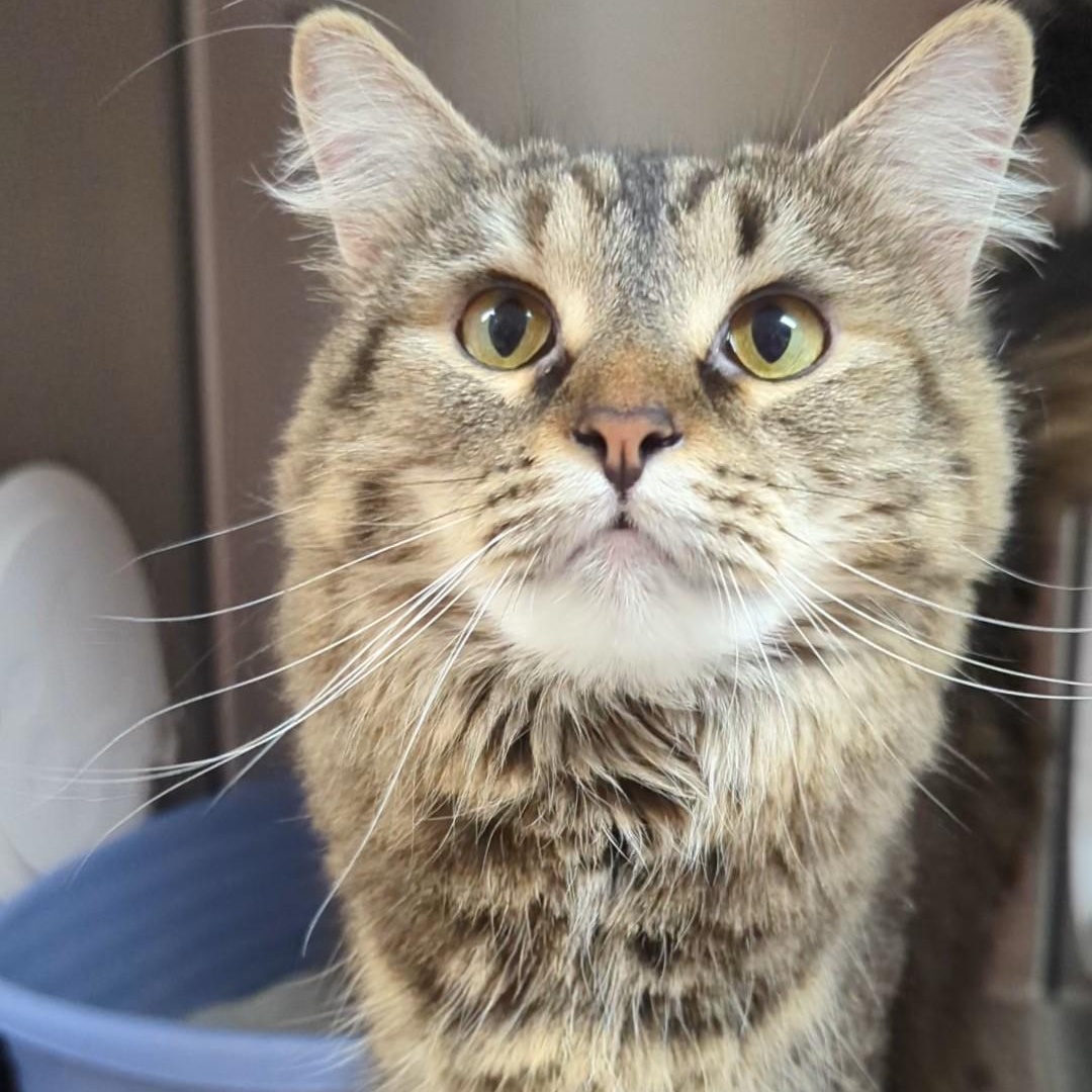 Muffin, an adopted Domestic Long Hair in West Jefferson, OH image 5/5