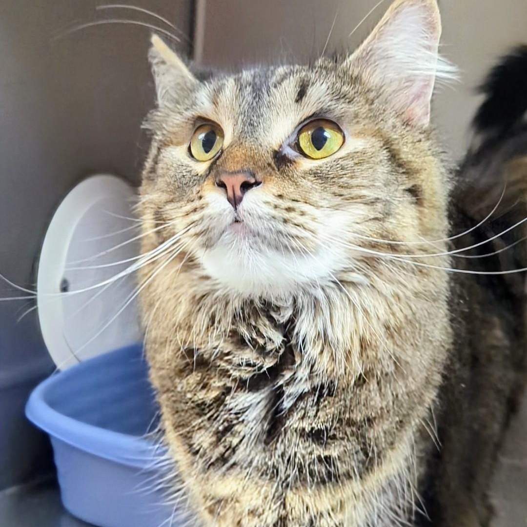 Muffin, an adopted Domestic Long Hair in West Jefferson, OH image 4/5