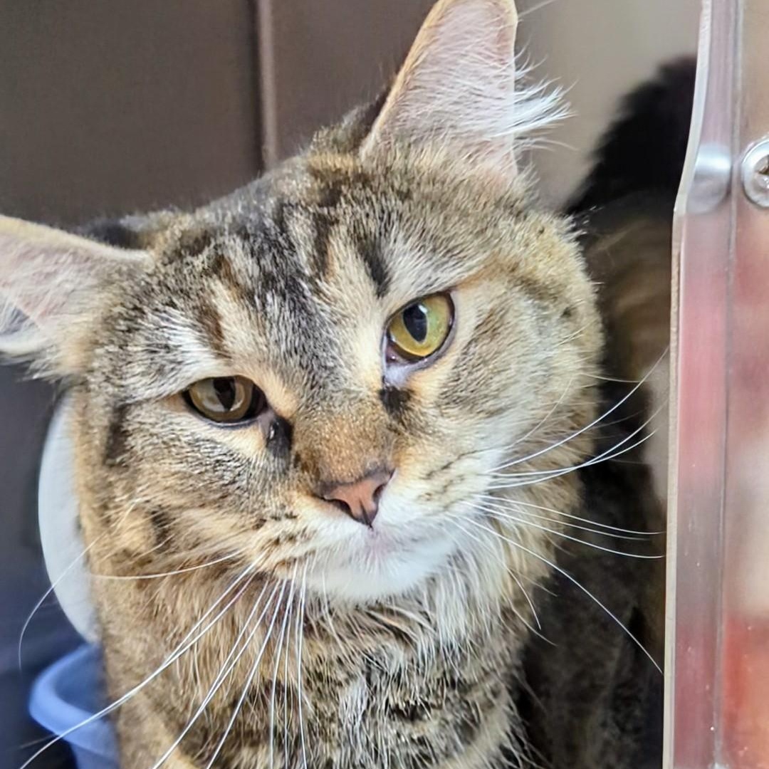 Muffin, an adopted Domestic Long Hair in West Jefferson, OH image 2/5