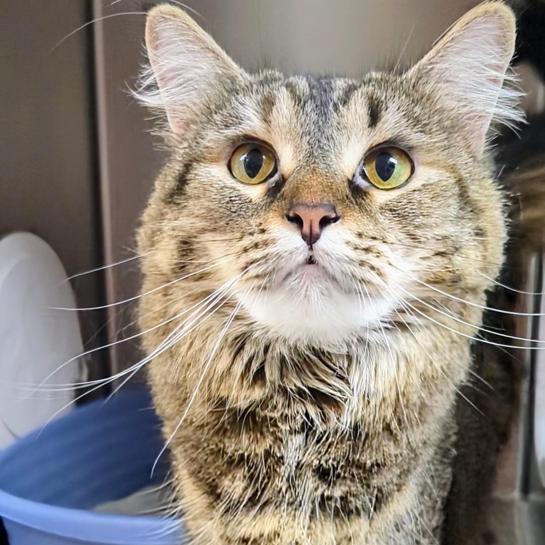 Muffin, an adopted Domestic Long Hair in West Jefferson, OH image 3/5