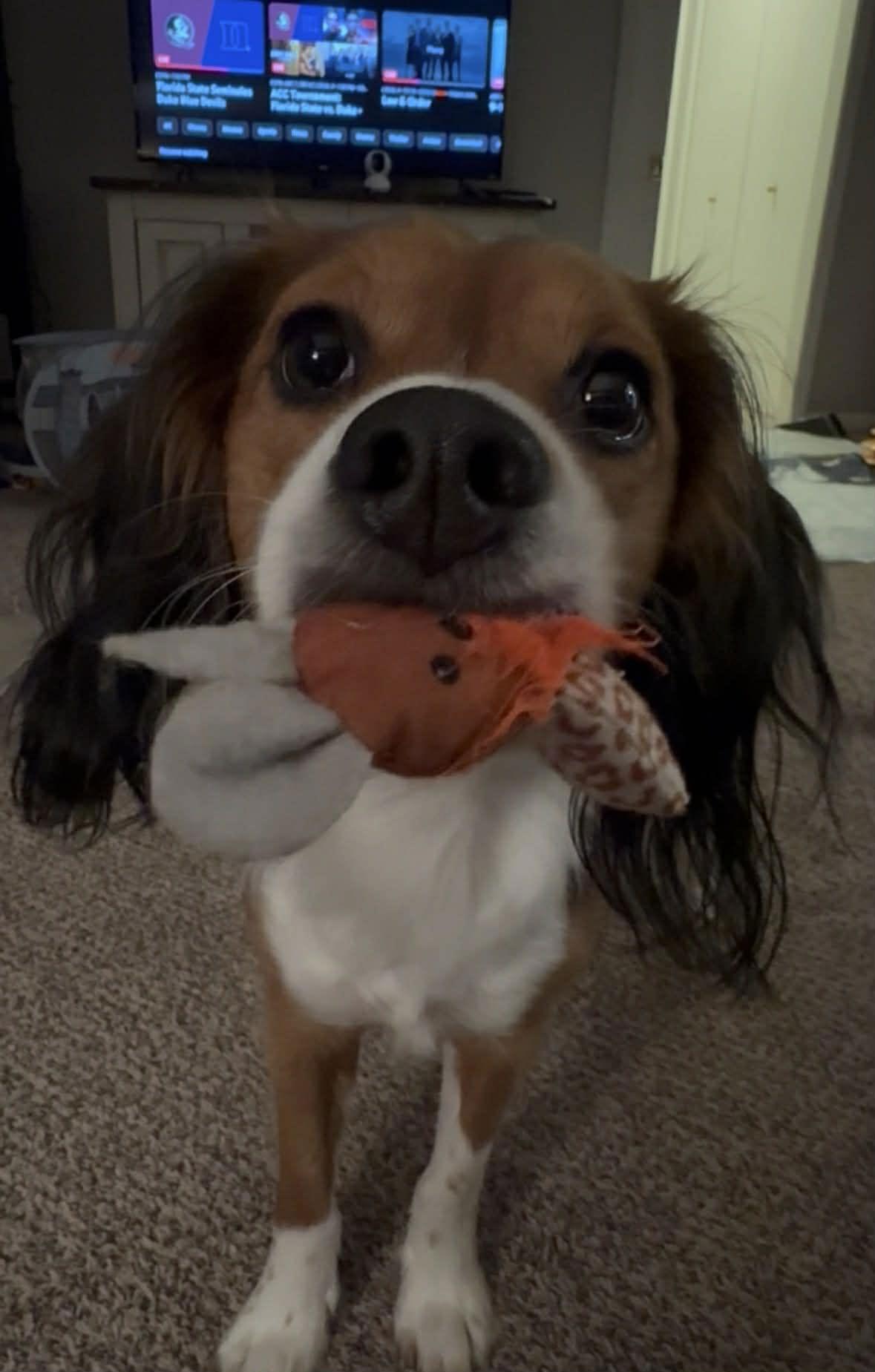 Charlie Brown, Adopted, Young Male Beagle & Spaniel.