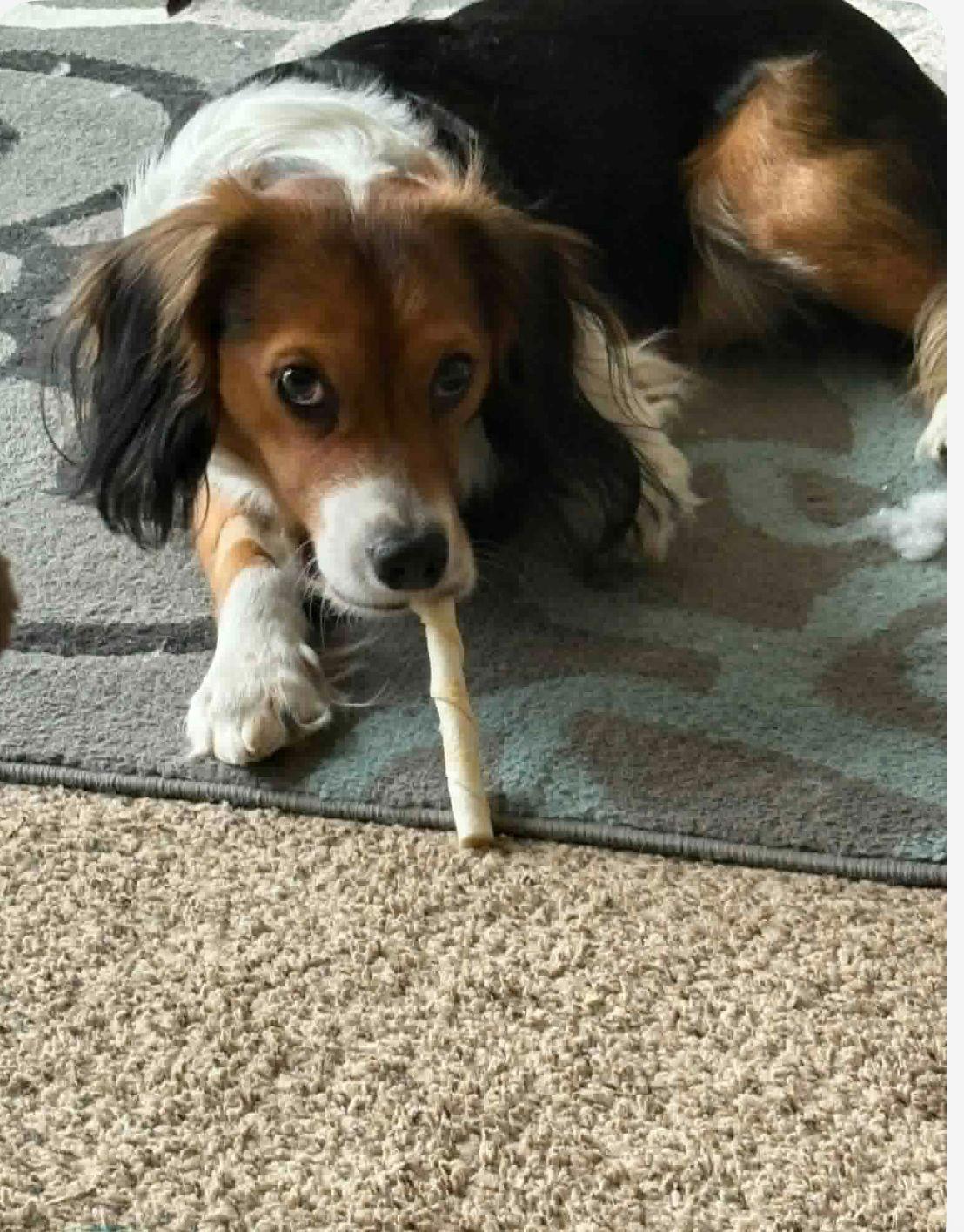 Enlarge Charlie Brown, a Adopted mixed breed in Clinton, MI image 2/2