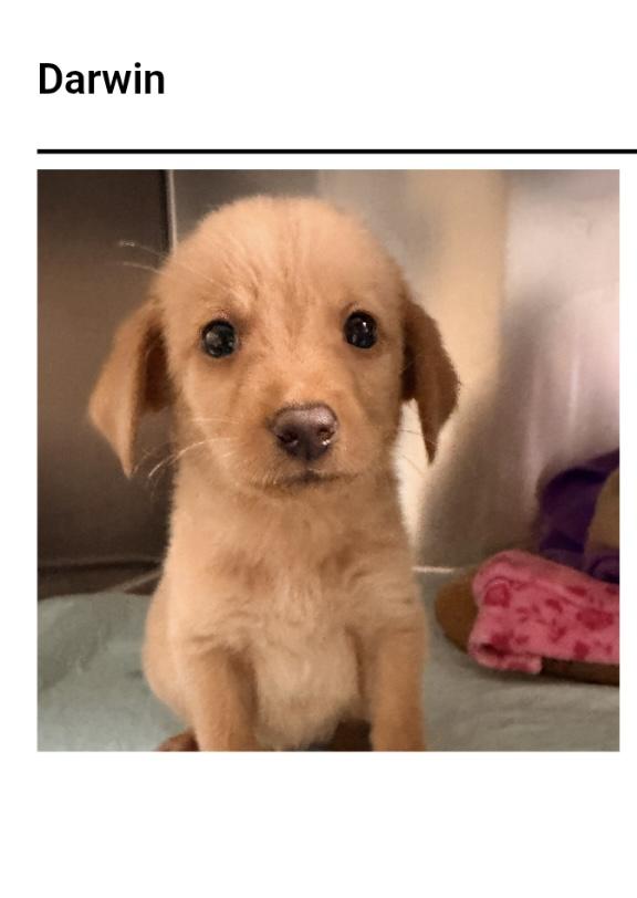 Darwin, Adoptable, Puppy Male Feist & Labrador Retriever.