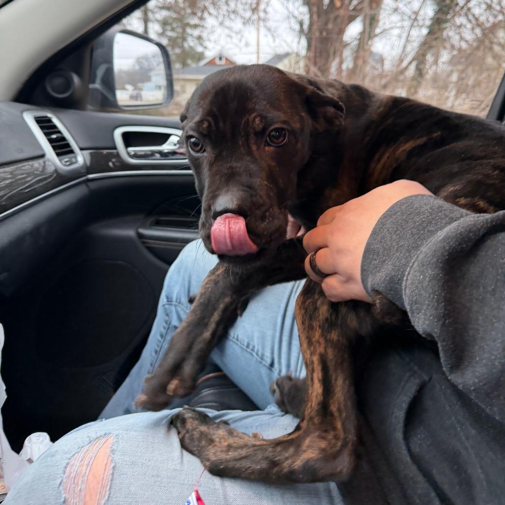 Hammie (nka Bucky), Adoptable, Young Male Cane Corso.