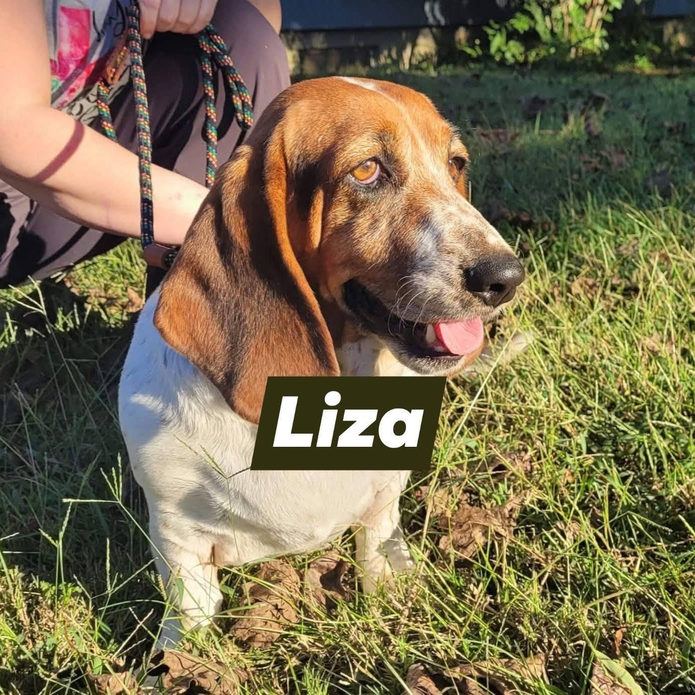 Enlarge Liza (Bonded with Leroy), a Adoptable Basset Hound in Knoxville, TN image 1/4
