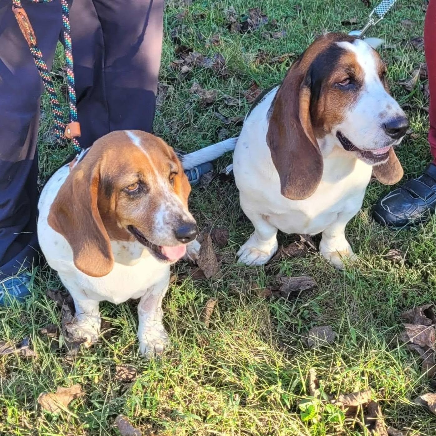 Enlarge Liza (Bonded with Leroy), a Adoptable Basset Hound in Knoxville, TN image 3/4