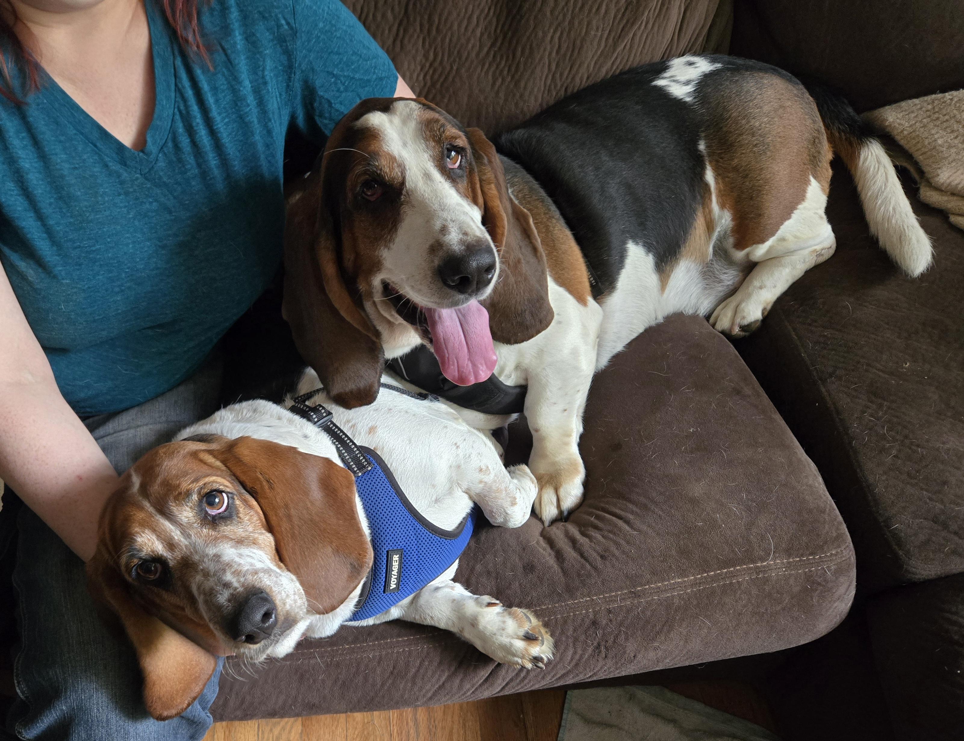 Enlarge Liza (Bonded with Leroy), a Adoptable Basset Hound in Knoxville, TN image 4/4