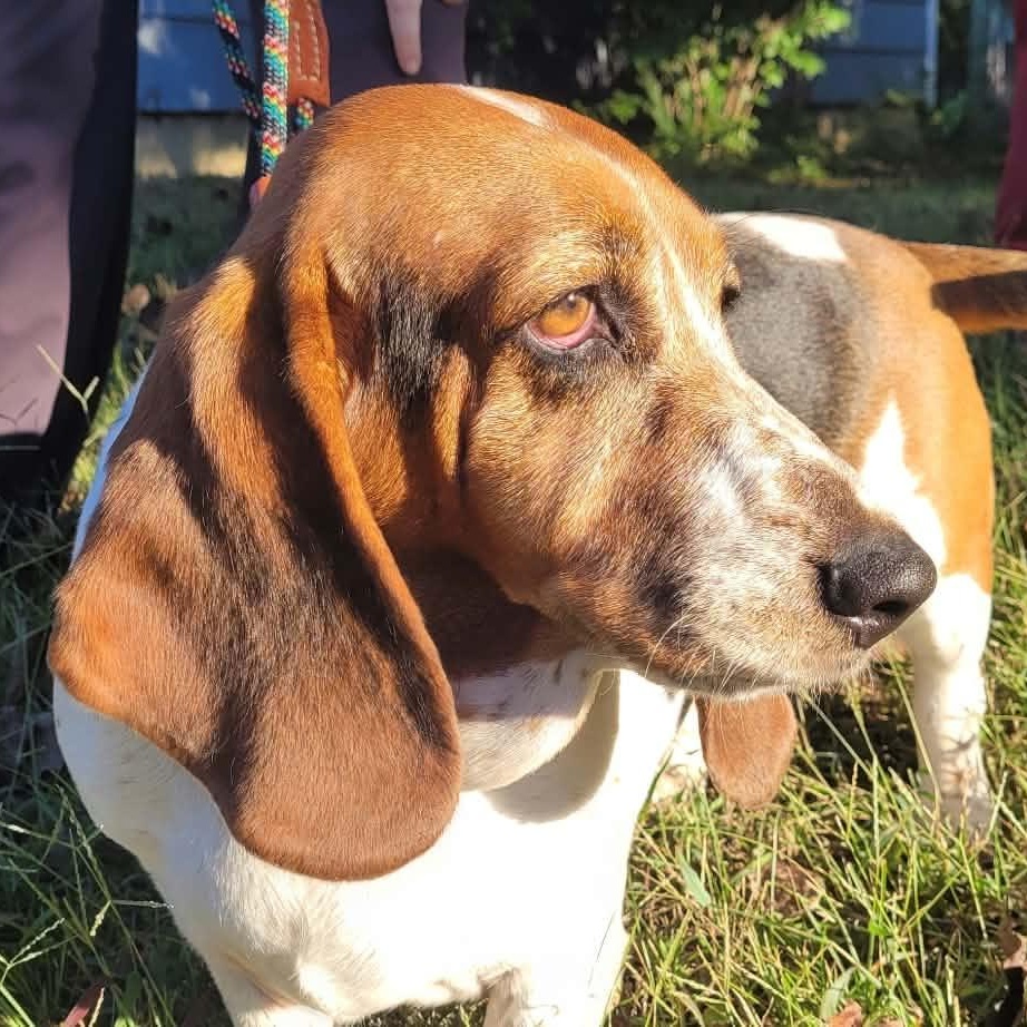 Enlarge Liza (Bonded with Leroy), a Adoptable Basset Hound in Knoxville, TN image 2/4