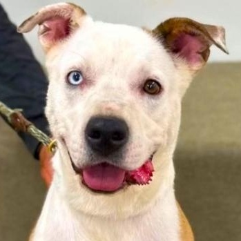 Luna-A Wonderful Girl