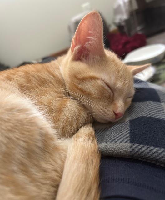 Enlarge Roy, a Adoptable Domestic Short Hair in Smithfield, NC image 2/5