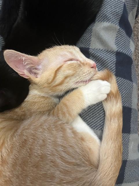 Enlarge Roy, a Adoptable Domestic Short Hair in Smithfield, NC image 3/5