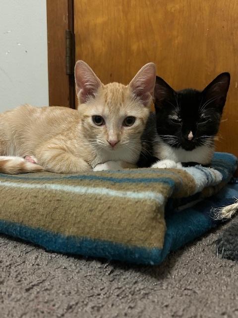 Enlarge Roy, a Adoptable Domestic Short Hair in Smithfield, NC image 4/5