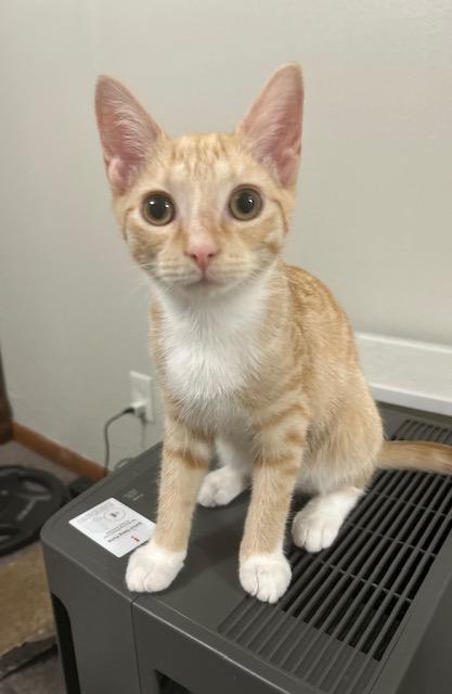 Enlarge Roy, a Adoptable Domestic Short Hair in Smithfield, NC image 5/5
