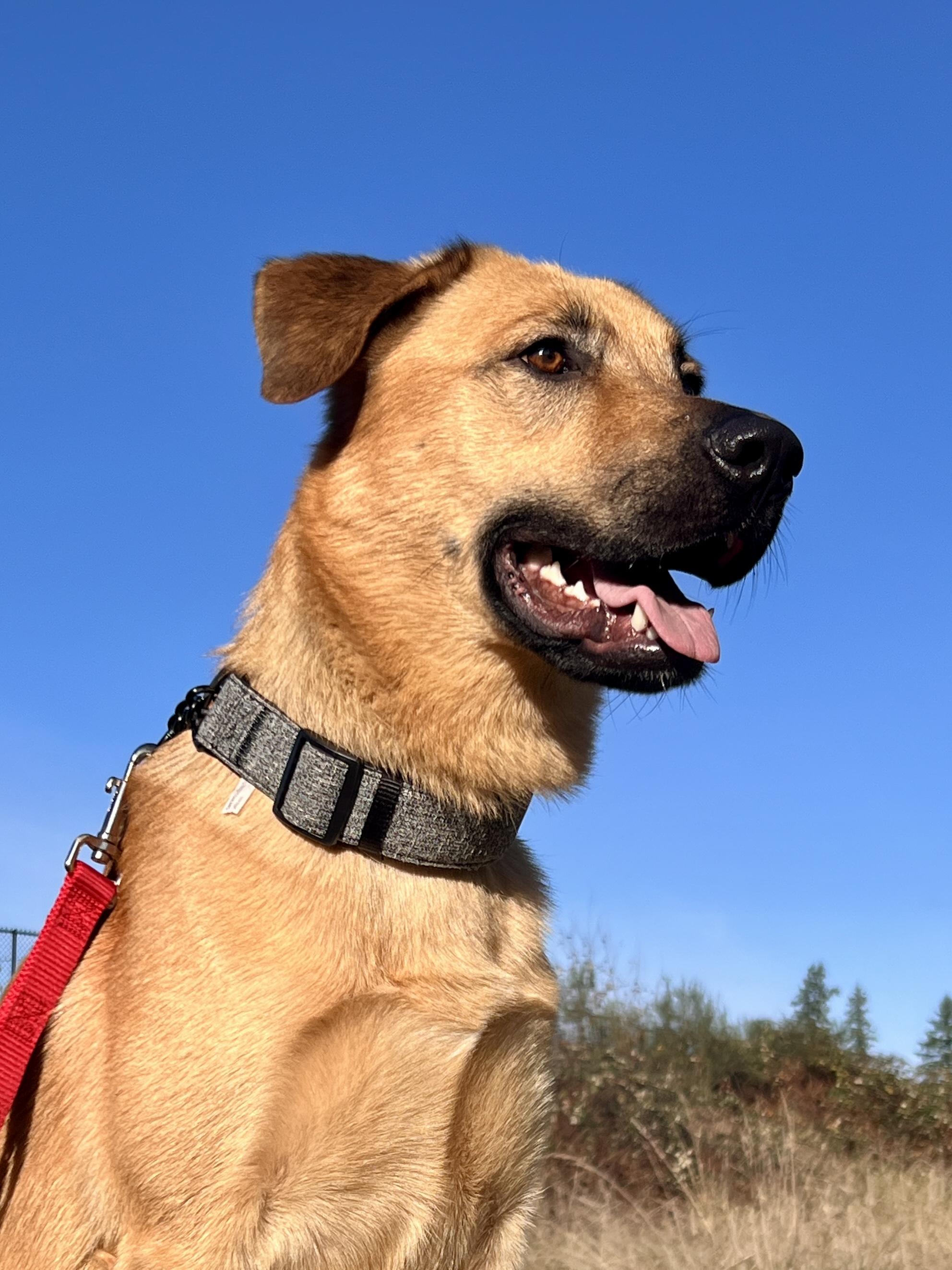 MILES, Adoptable, Adult Male Golden Retriever & Shepherd.