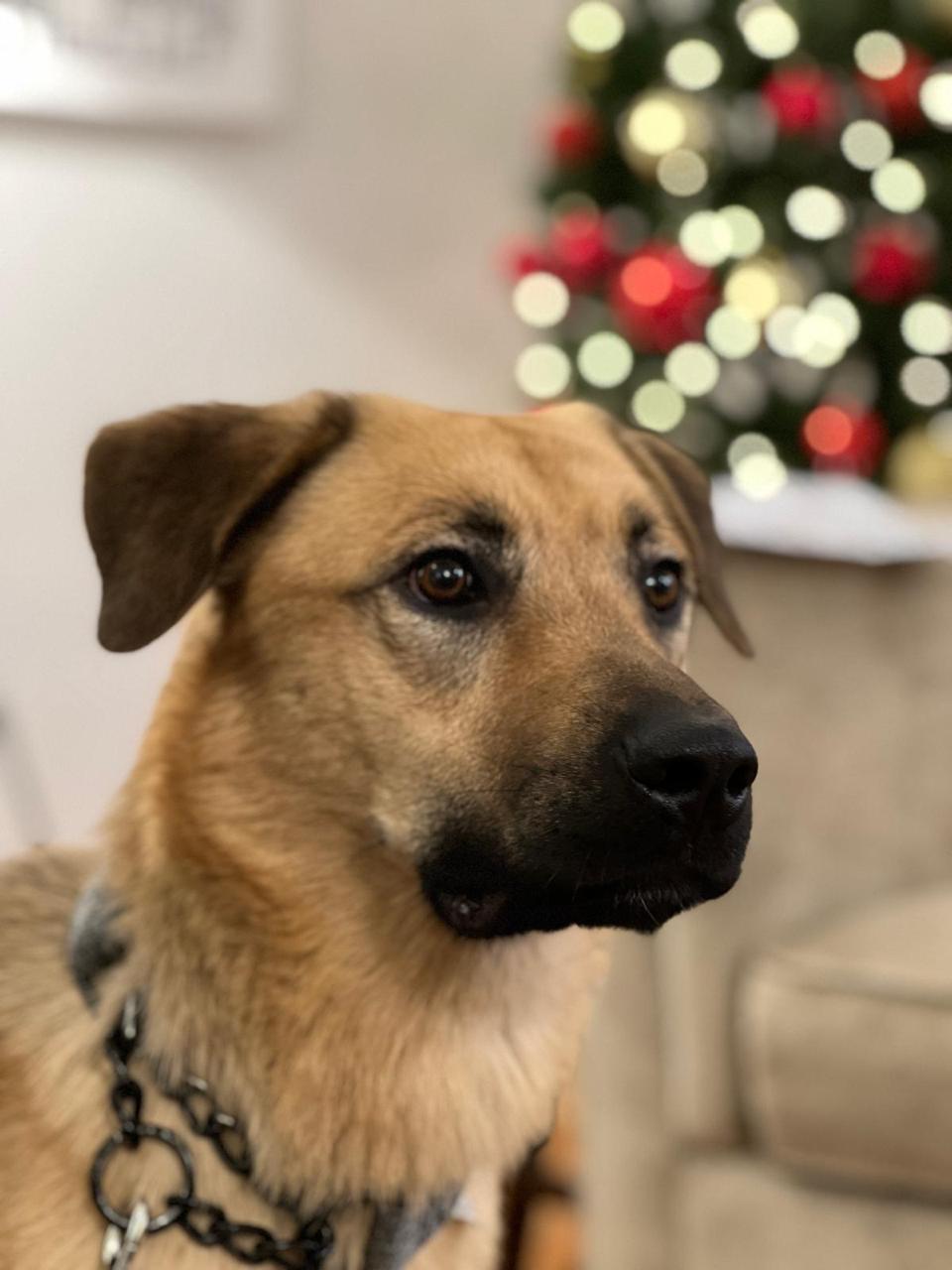 MILES, a Adoptable mixed breed in Seattle , WA image 1/6