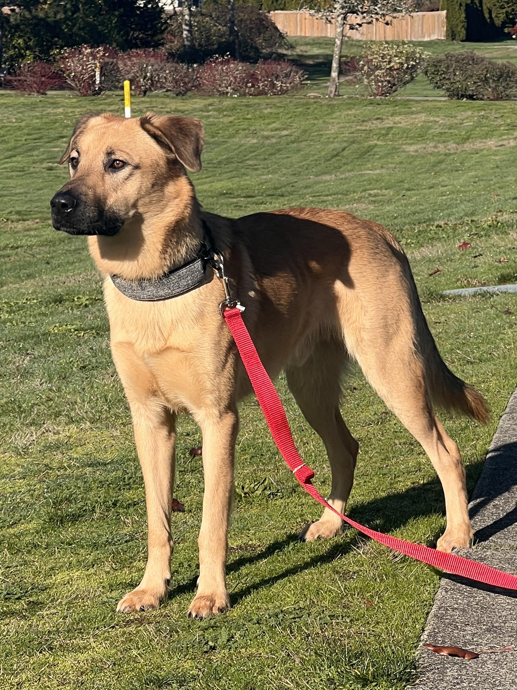 MILES, Adoptable, Adult Male Golden Retriever & Shepherd.