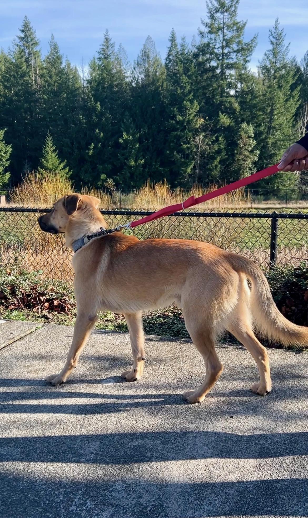 MILES, a Adoptable mixed breed in Seattle , WA image 6/6