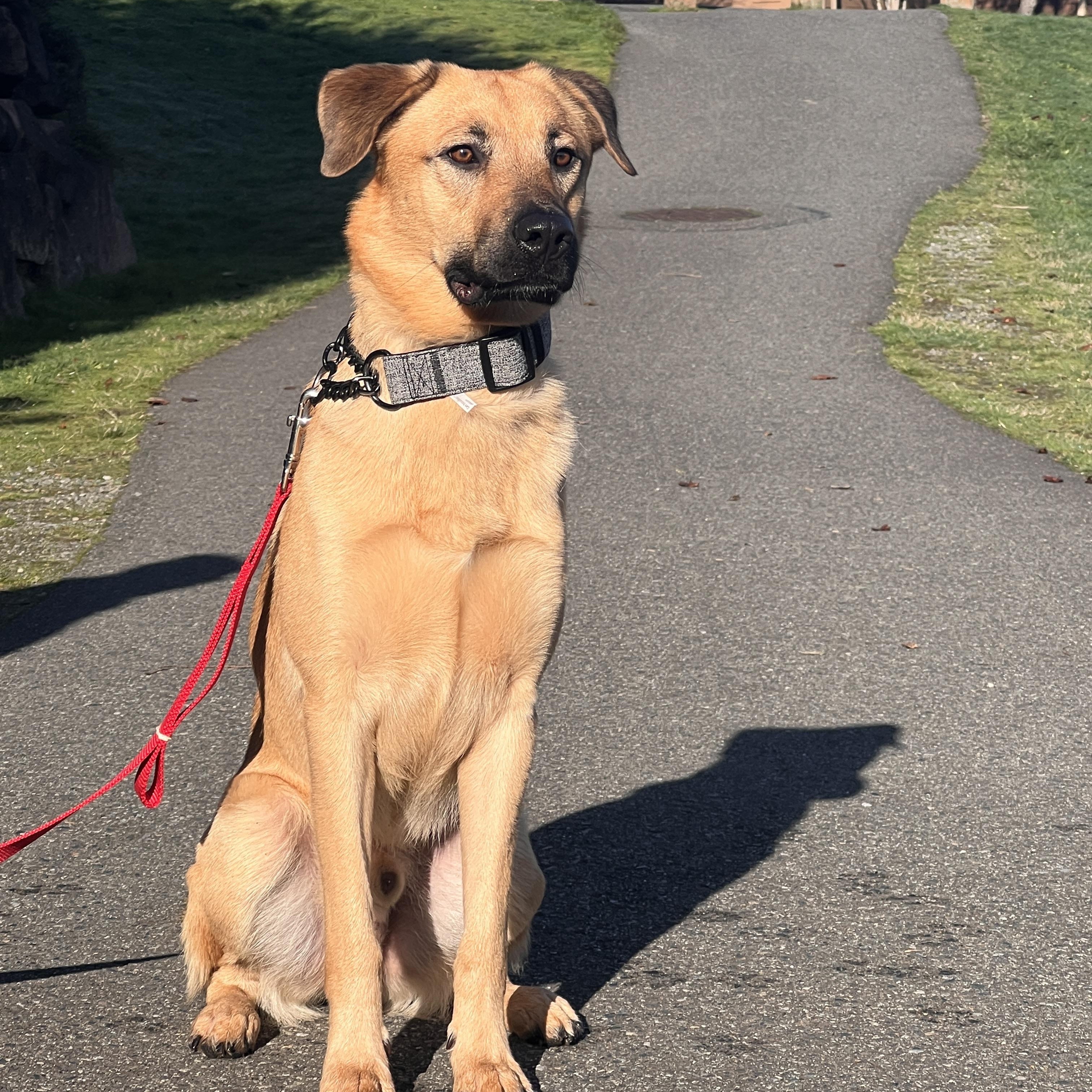 MILES, a Adoptable mixed breed in Seattle , WA image 5/6