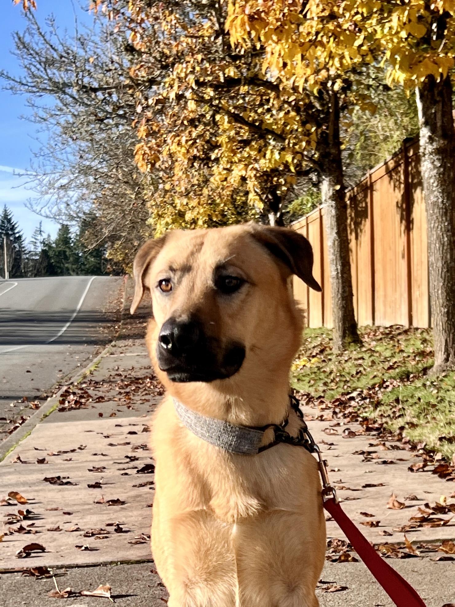 MILES, a Adoptable mixed breed in Seattle , WA image 4/6