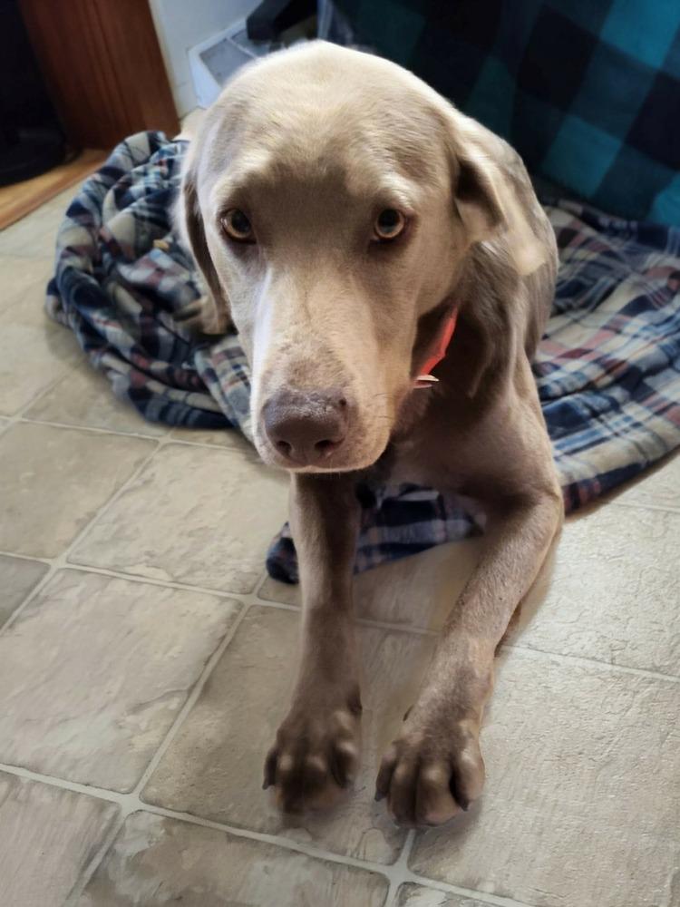 Windfall, Adoptable, Adult Female Labrador Retriever.