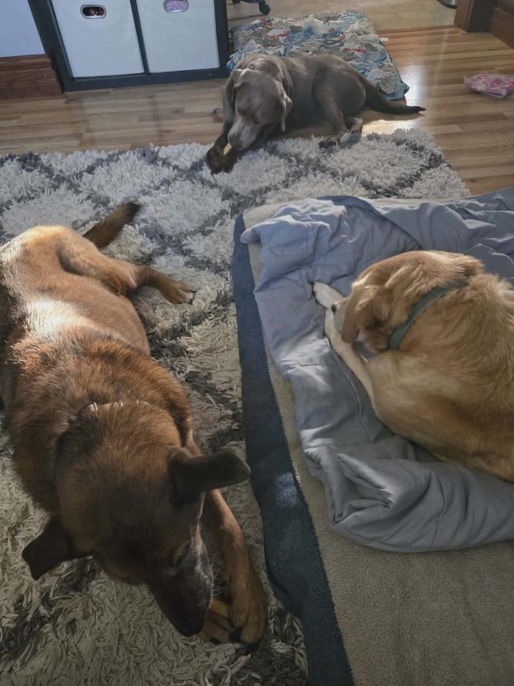 Enlarge Windfall, a Adoptable Labrador Retriever in Madison, WI image 2/6