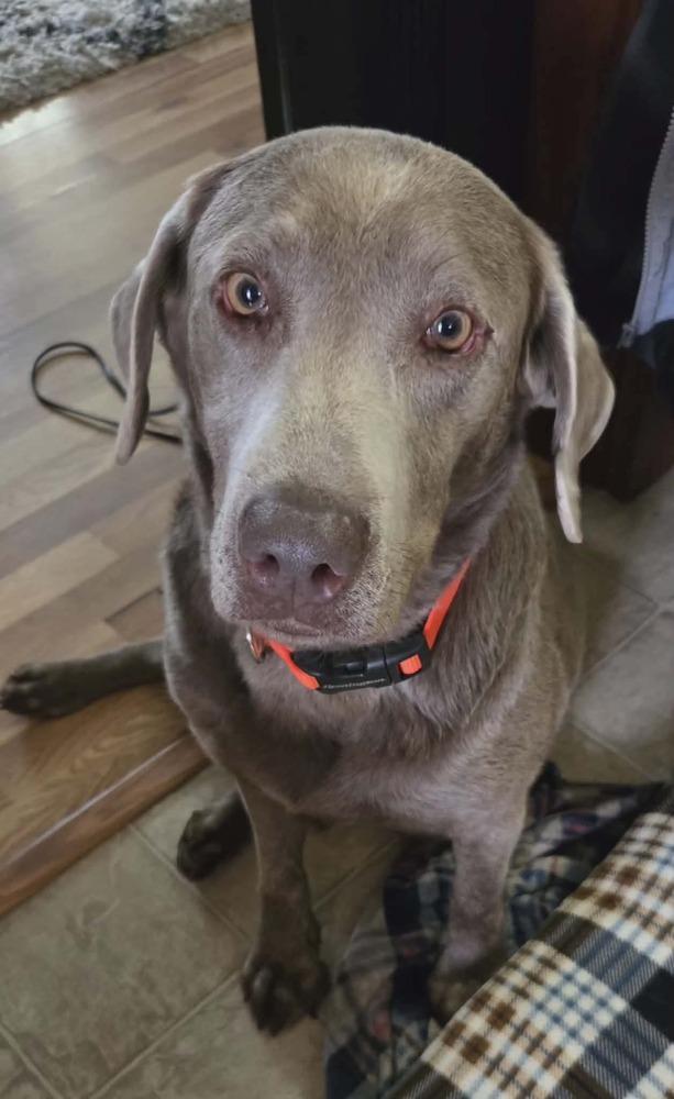 Enlarge Windfall, a Adoptable Labrador Retriever in Madison, WI image 3/6
