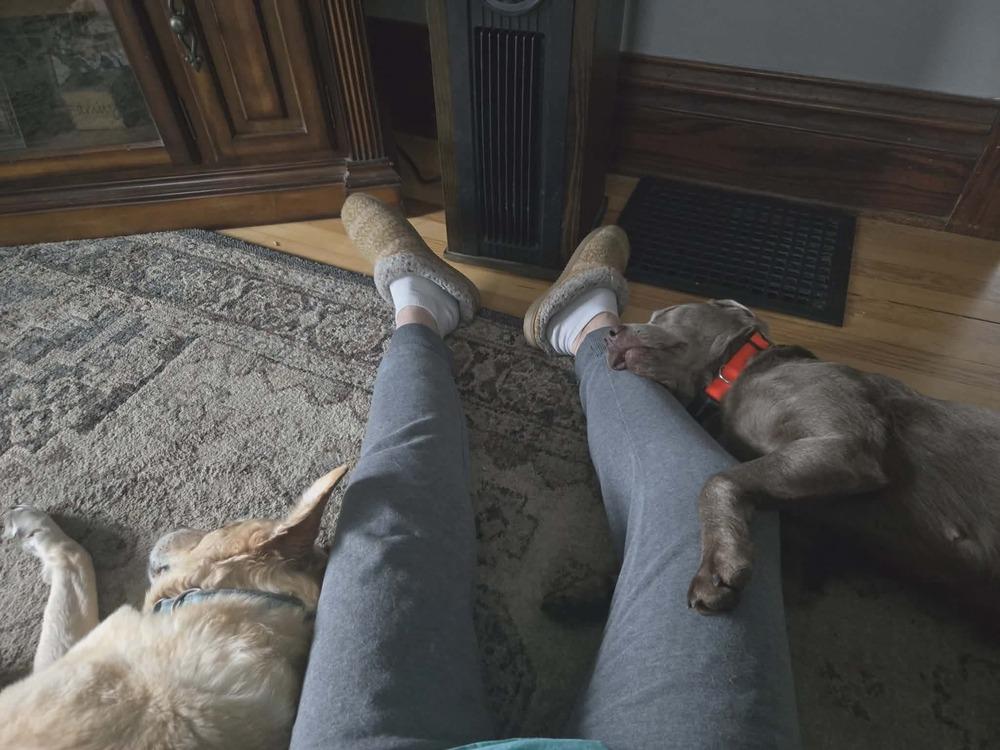 Enlarge Windfall, a Adoptable Labrador Retriever in Madison, WI image 4/6