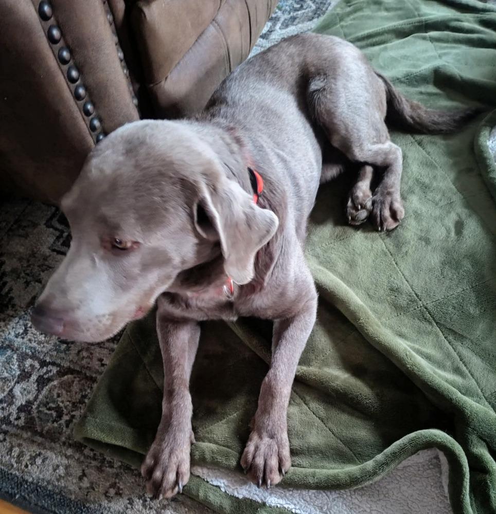 Enlarge Windfall, a Adoptable Labrador Retriever in Madison, WI image 5/6
