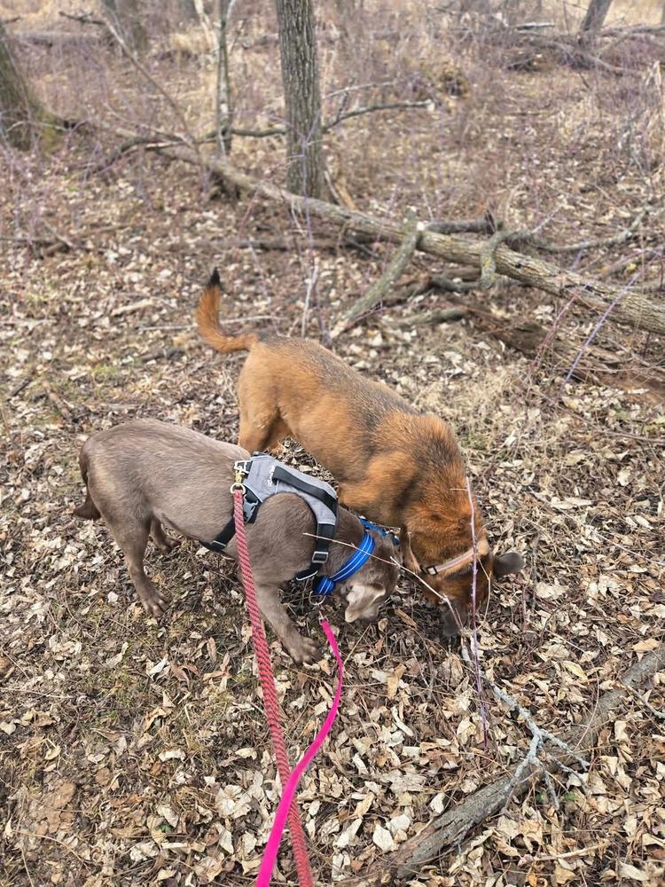 Enlarge Windfall, a Adoptable Labrador Retriever in Madison, WI image 6/6