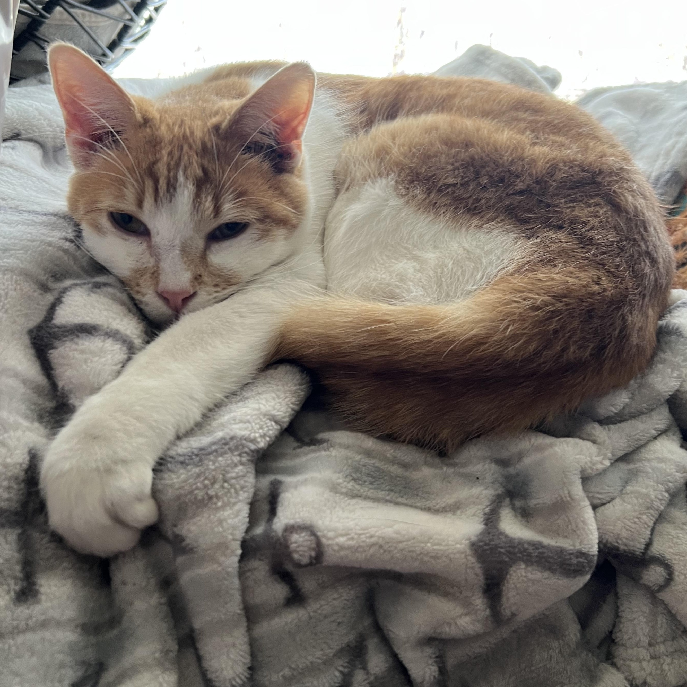 Enlarge Hummus, a ADOPTABLE mixed breed in Flagstaff, AZ image 1/1