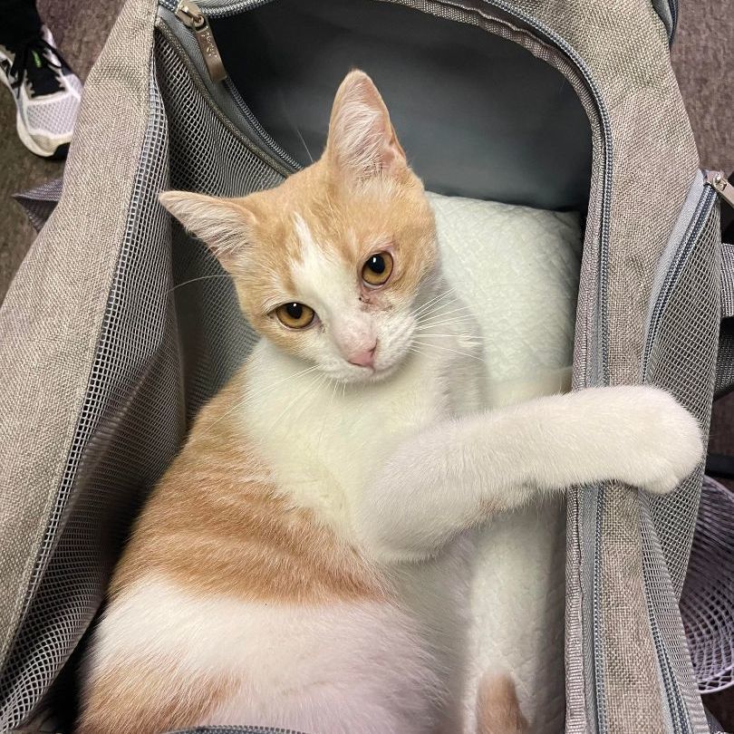 Enlarge Mango, a Adoptable mixed breed in Antioch, CA image 4/6