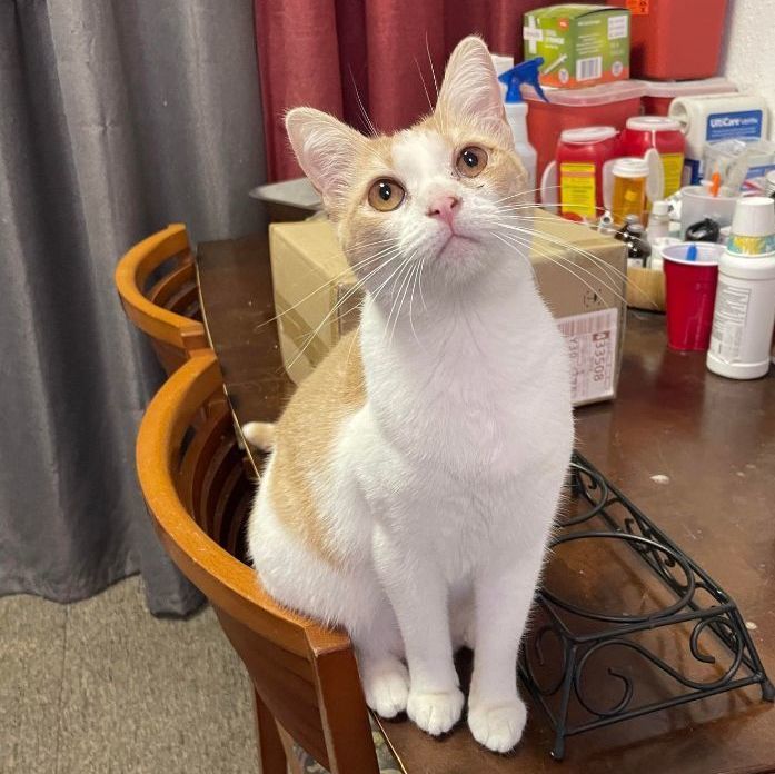 Enlarge Mango, a Adoptable mixed breed in Antioch, CA image 3/6