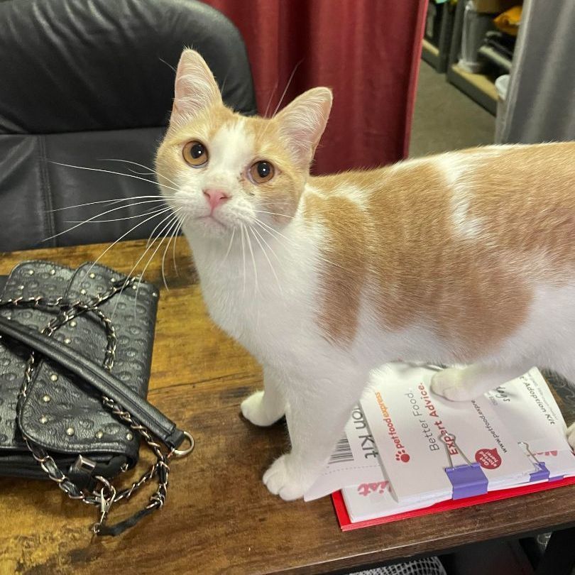 Enlarge Mango, a Adoptable mixed breed in Antioch, CA image 5/6