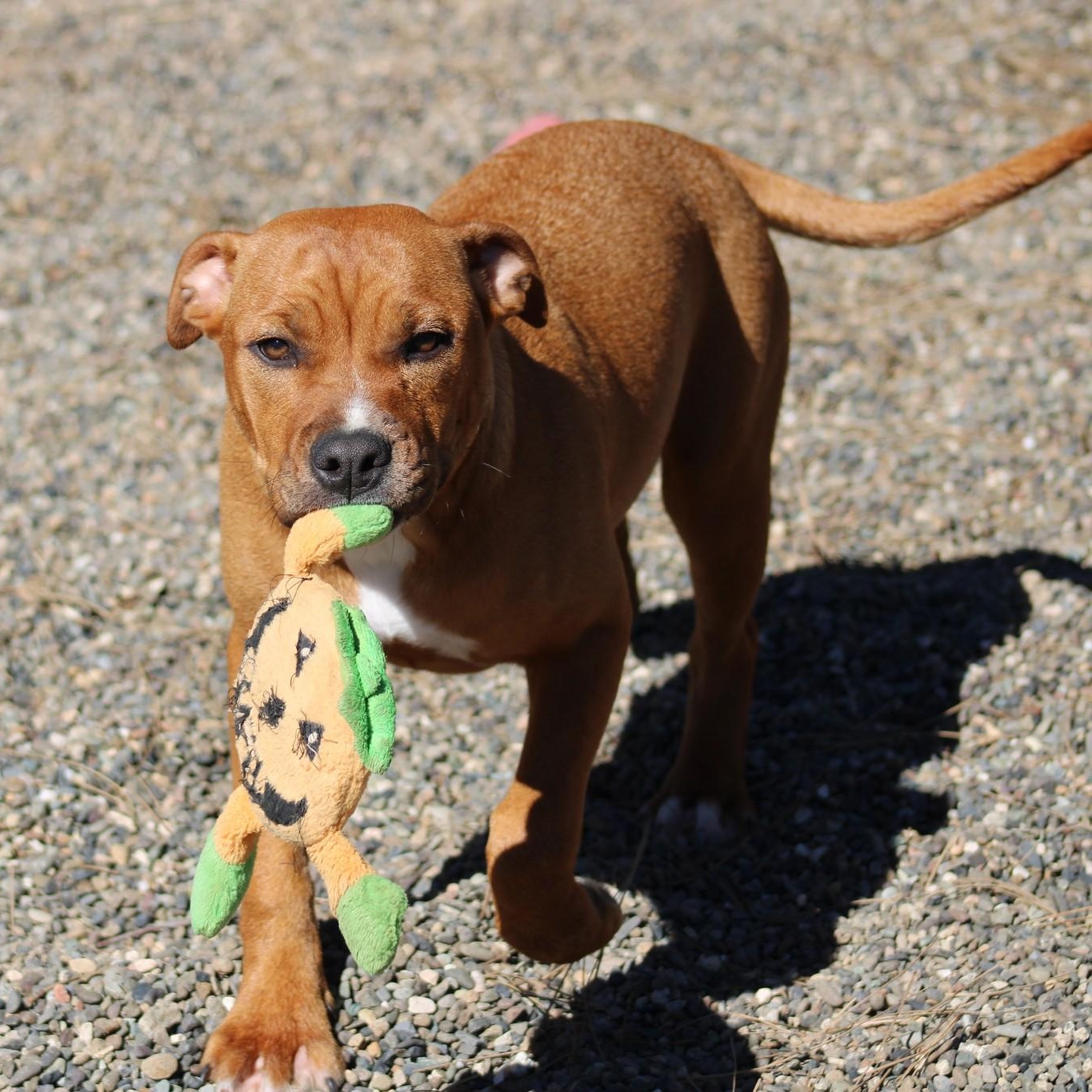Enlarge Rachel, a ADOPTABLE mixed breed in Weaverville, CA image 3/6