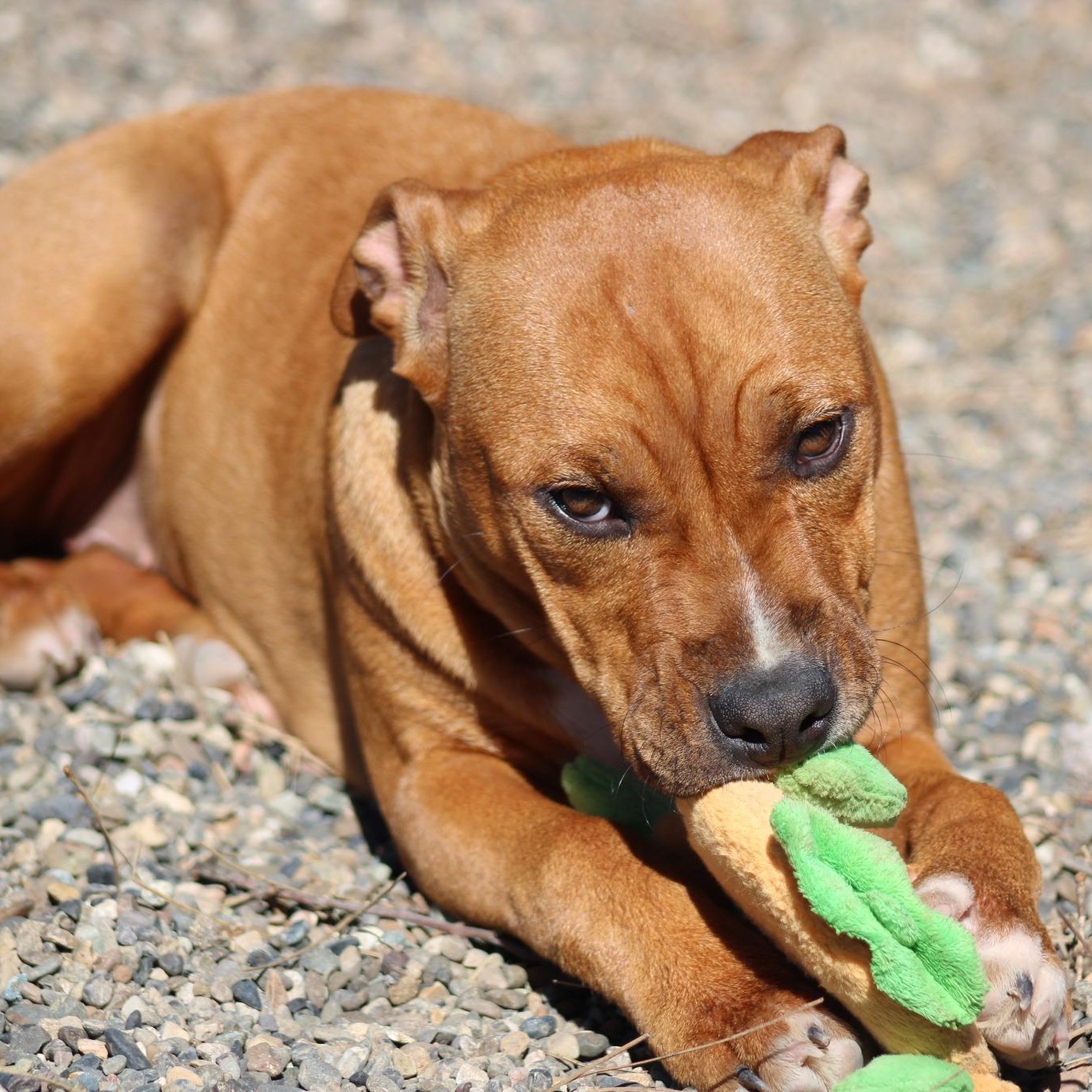 Enlarge Rachel, a ADOPTABLE mixed breed in Weaverville, CA image 6/6