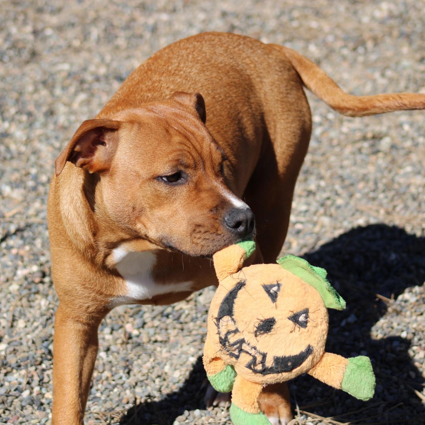 Enlarge Rachel, a ADOPTABLE mixed breed in Weaverville, CA image 2/6