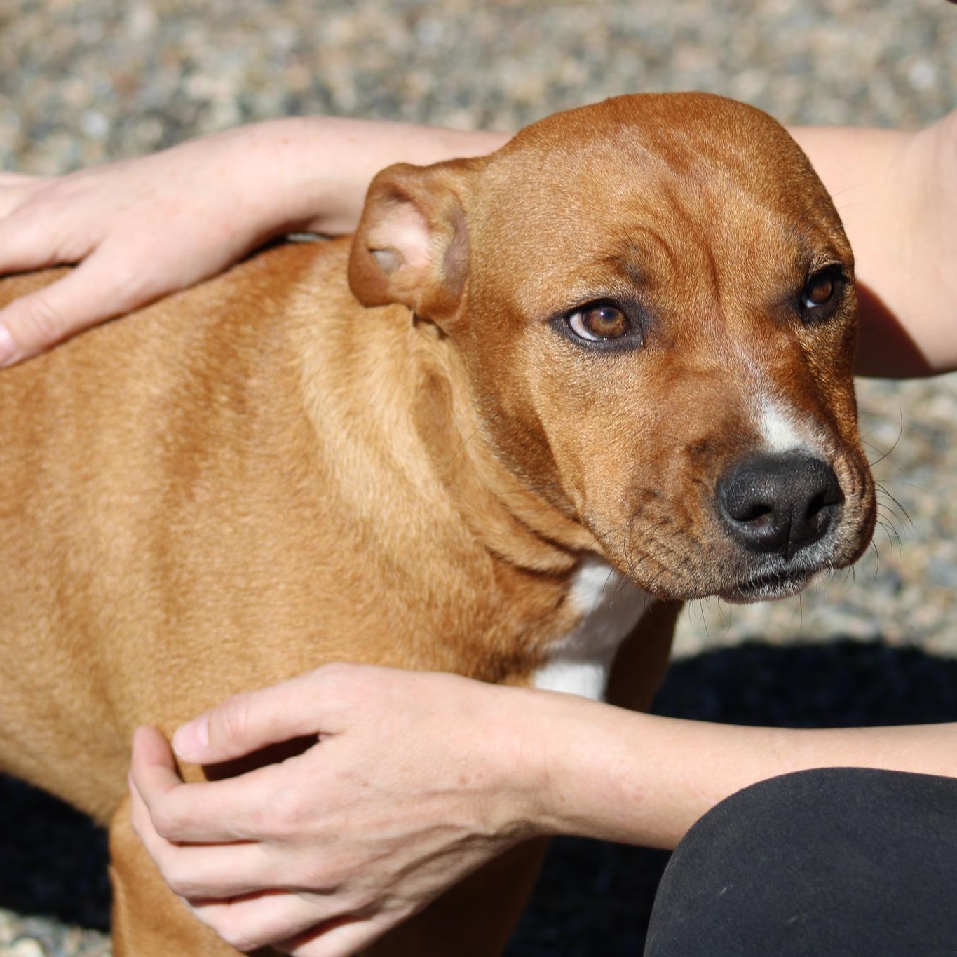 Enlarge Rachel, a ADOPTABLE mixed breed in Weaverville, CA image 5/6
