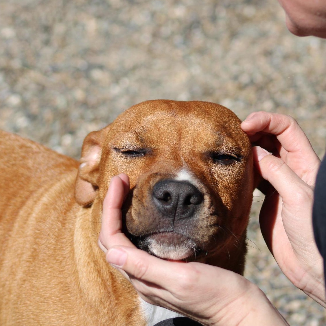 Enlarge Rachel, a ADOPTABLE mixed breed in Weaverville, CA image 1/6