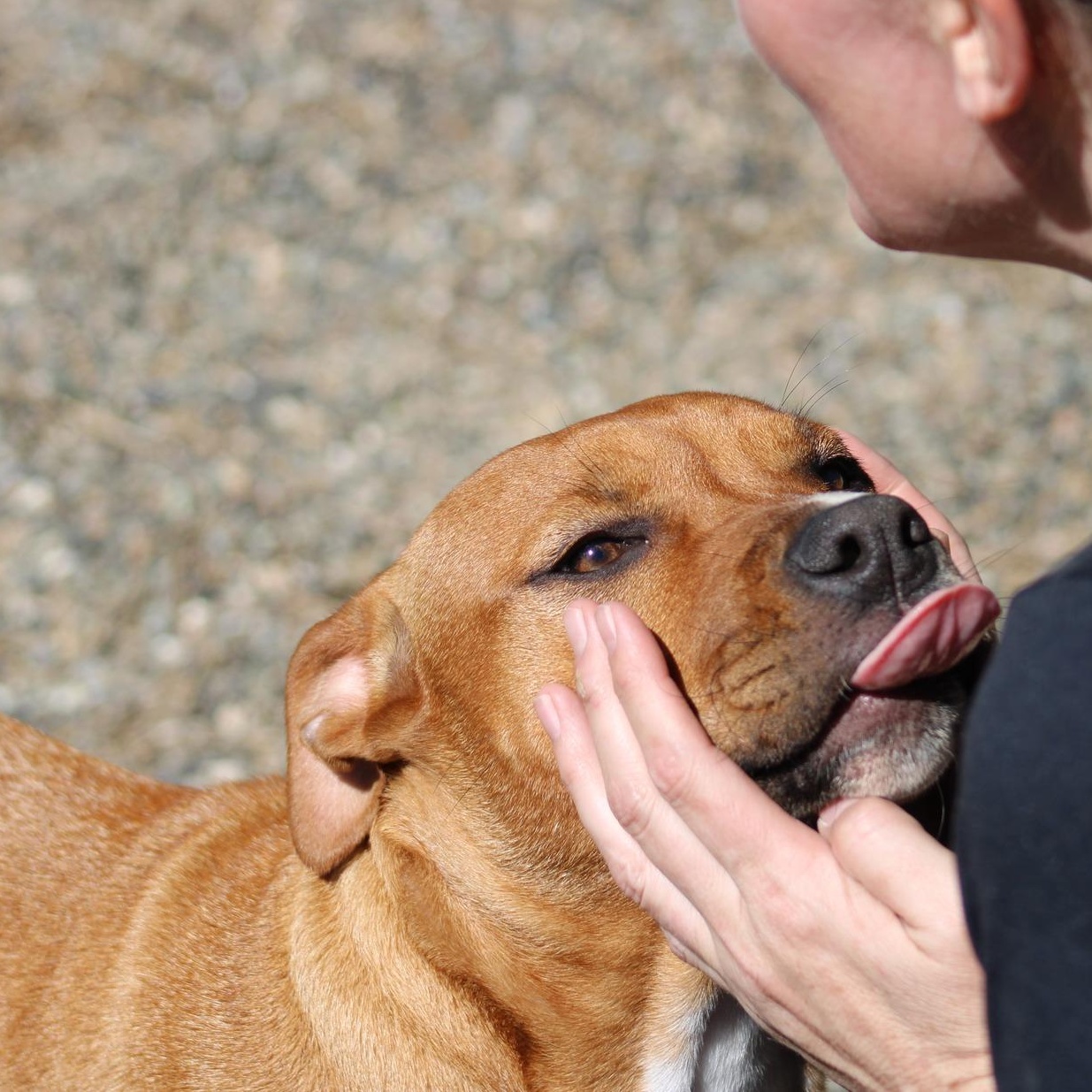 Enlarge Rachel, a ADOPTABLE mixed breed in Weaverville, CA image 4/6