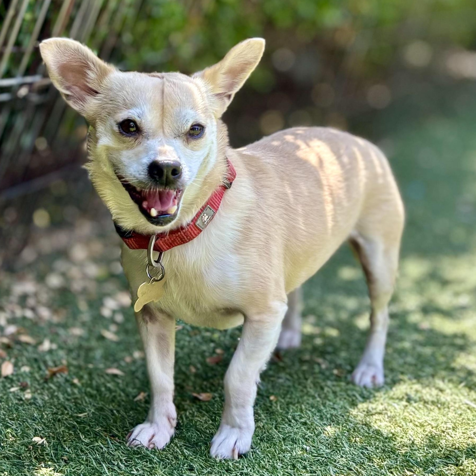 Enlarge Oprah, a Adoptable mixed breed in Beverly Hills, CA image 1/3