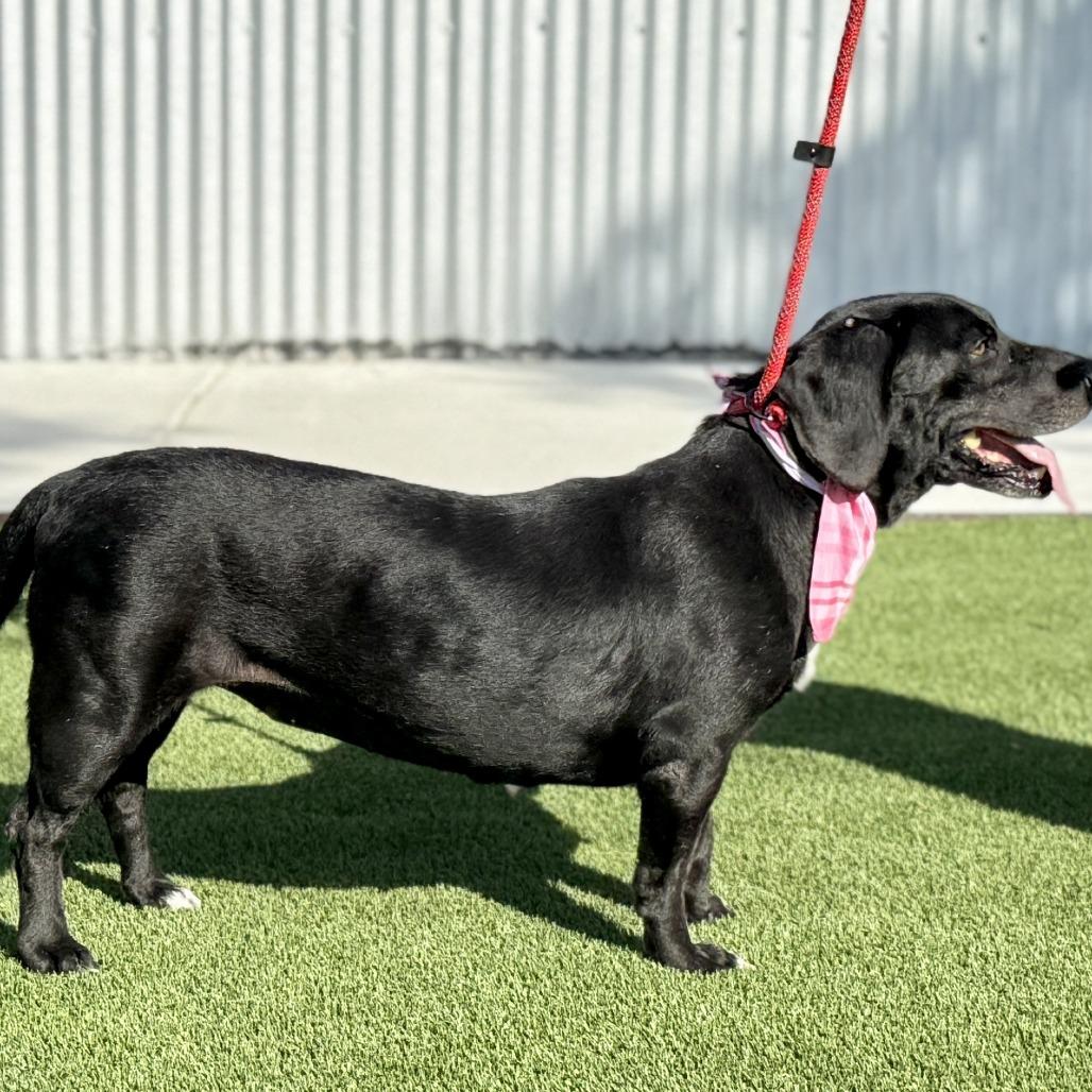 Delta - The low Rider Mack Truck!, a Adoptable mixed breed in Austin, TX image 2/6